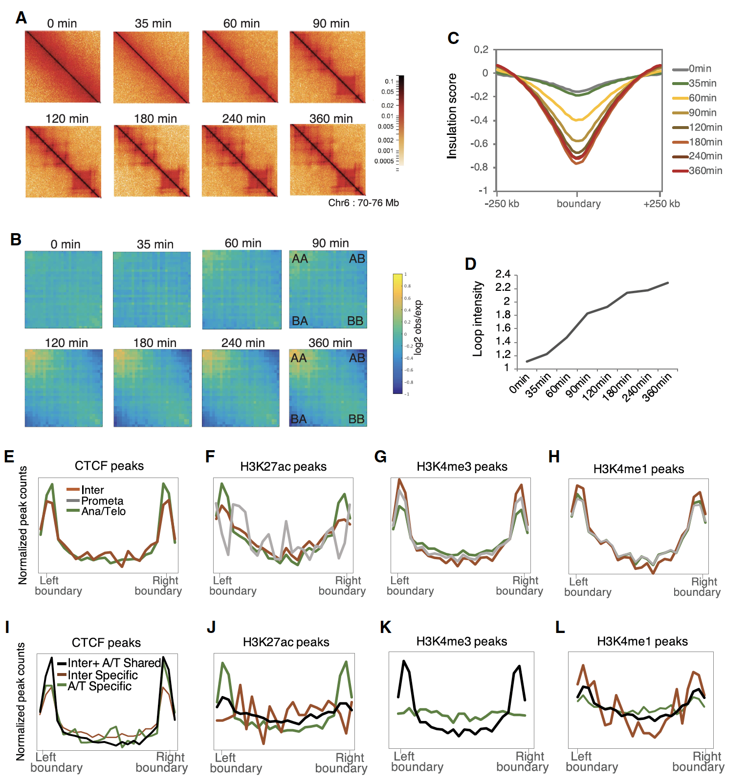 Dynamic regulation of histone modifications and long-range chromosomal interactions during postmitotic transcriptional reactivation