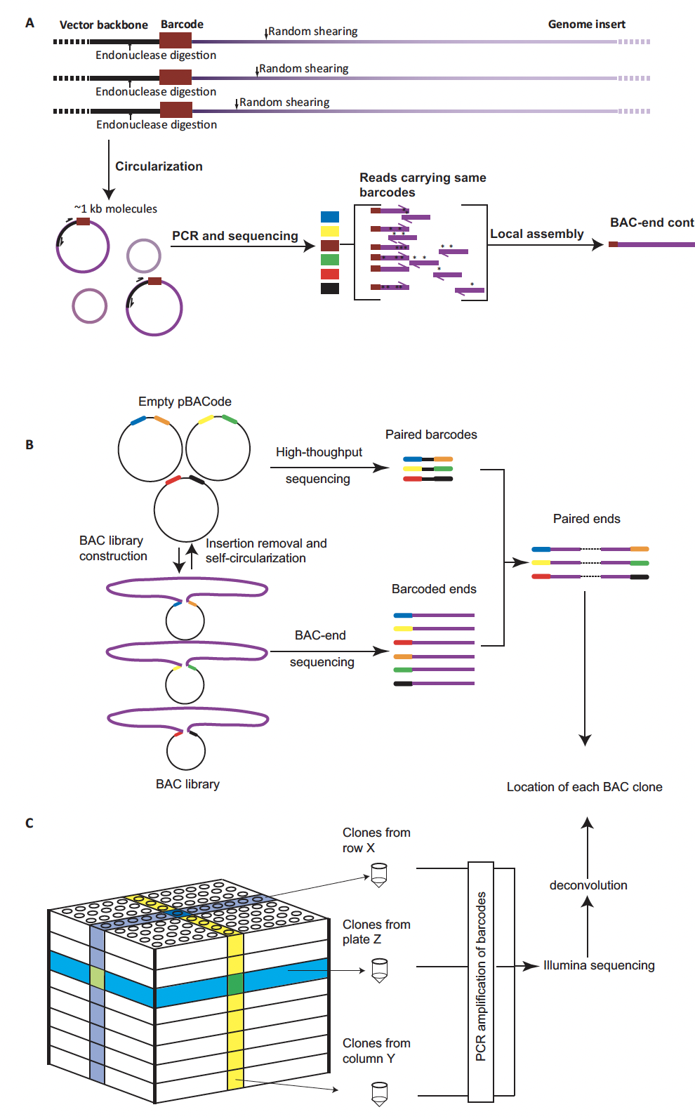 pBACode: a random-barcode-based high-throughput approach for BAC paired-end sequencing and physical clone mapping