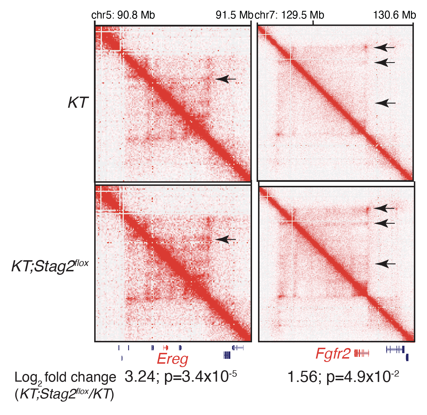 Paper accepted at Journal of Experimental Medicine